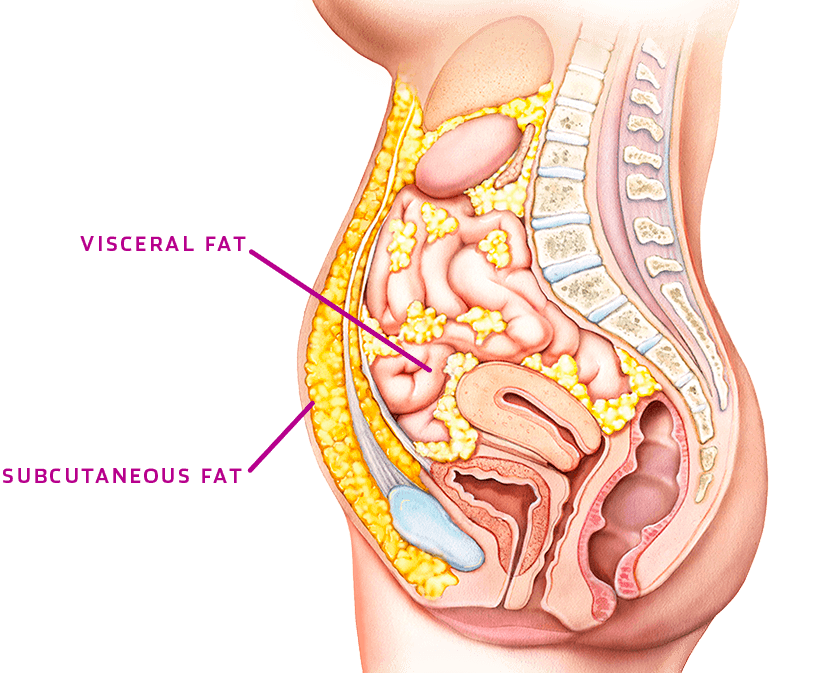 Visceral fat Vs Pinchable Fat Ageless Medical